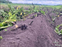 Haulm Topper  MSR Crown Crusher loofdoder