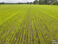 Seed drill  SEED2DISC zaaimachine